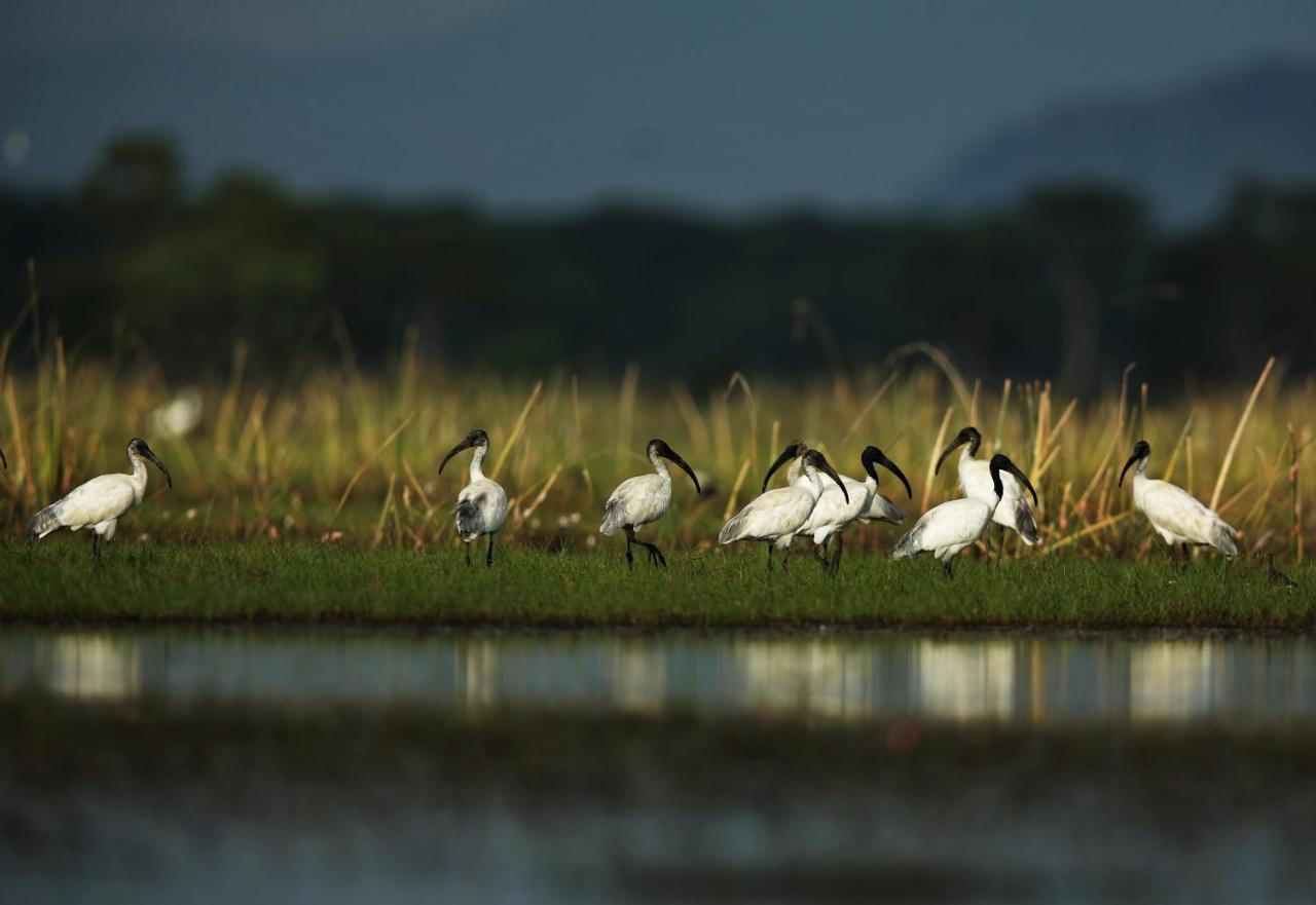 Wetlandcamp บ้านชายเล محافظة فاتالونغ المظهر الخارجي الصورة